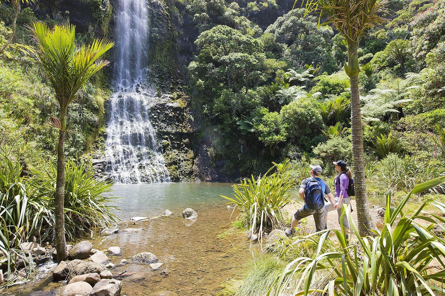 People on a TIME Unlimited Maori Luxury Tour look at a waterfall in the Waitakeres. One of the best tours to take in Auckland.